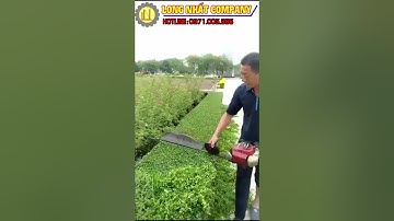 Máy cắt tỉa hàng rào , đốn chè