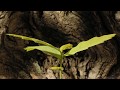 Acorn germinating underground to oak seedling growing time lapse filmed over 8 months acornoak