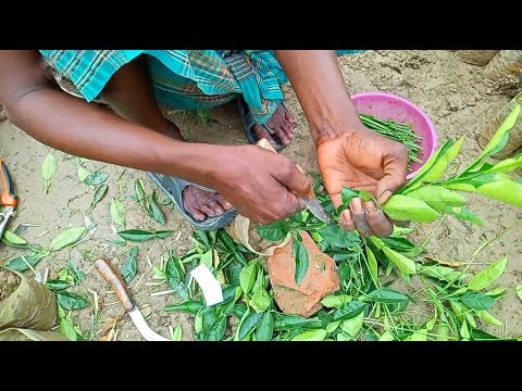 ভিডিও: মক কমলা: কাটিংয়ের মাধ্যমে বংশবিস্তার সবচেয়ে ভালো বিকল্প