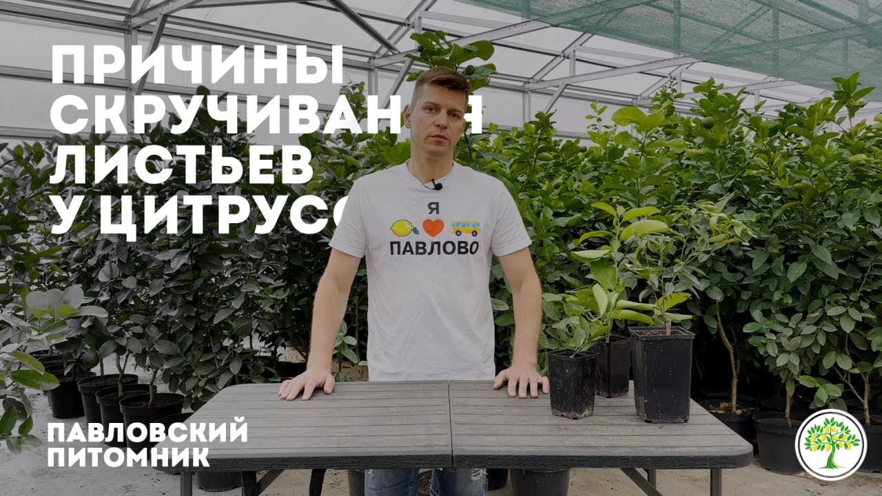 Почему скручиваются листья у цитрусов? опыт Павловского питомника