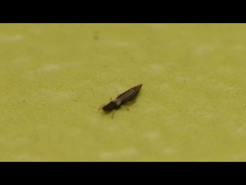 Vídeo: Trips En Plantas De Interior, Métodos De Control, Cómo Tratar Trips Con Insecticidas