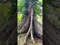 Huge Kapok Tree Shorts Philippines Kapok Updiliman Plants 
