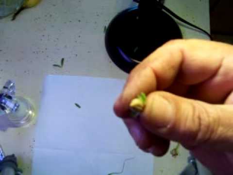 Harvesting Petunia Seeds Pt 2 Harvesting Petunia Seeds Pt 2