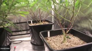 AutoPot-Anbautagebuch #1 mit Chad Westport: Spinnenzüchter