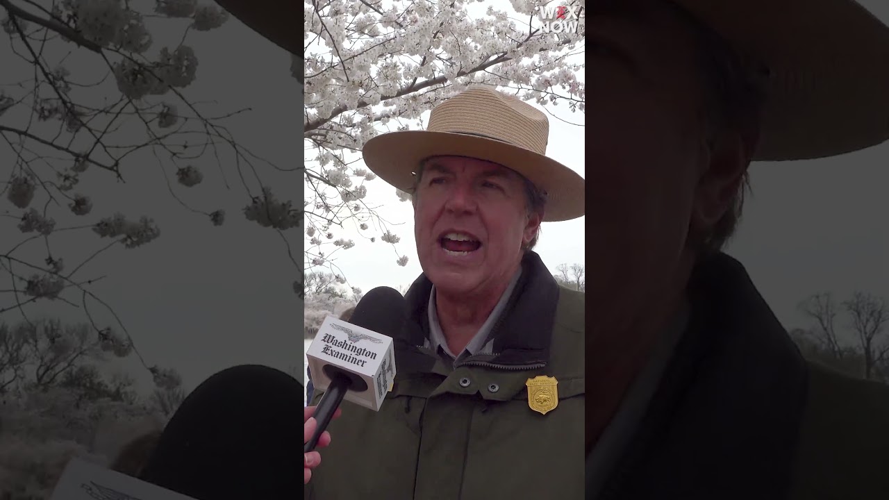 Cherry blossoms reach peak bloom early in D.C.