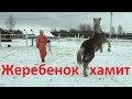 Купили жеребёнка. Как воспитывать. Начало.