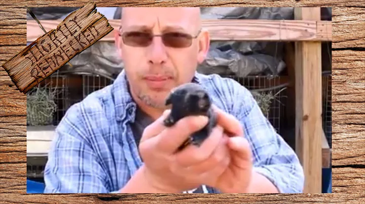 How to Know if a Rabbit is Taking Care of Her Babies - The SR Rabbit Update 3-6-18