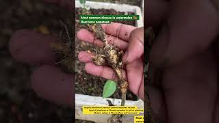 Root knot nematode control method in watermelon 🍉