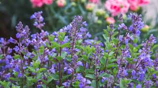 How to Grow Catmint