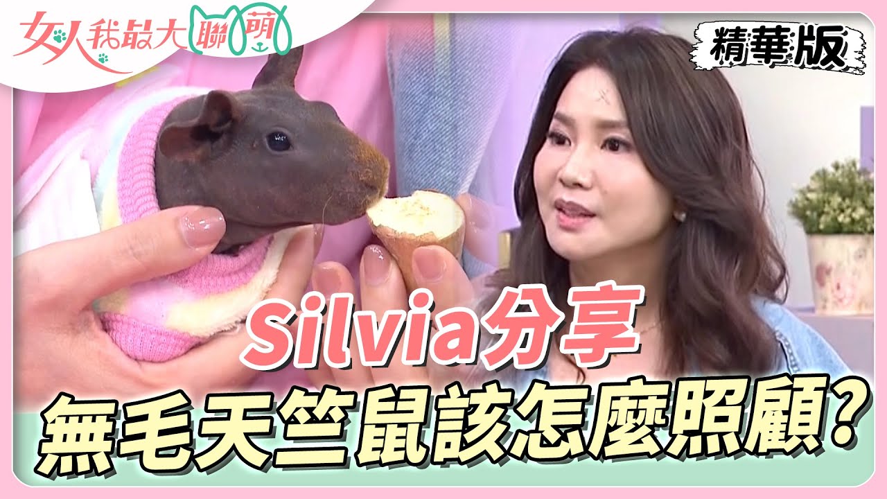 Silvia分享 「無毛天竺鼠」該怎麼照顧？溫度控制很重要！ 女人我最大 20230626