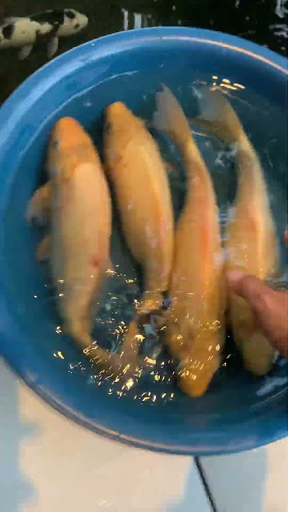 Campur ikan tombro dan koi #fish #koilovers #fishingtechniques