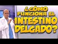 INTESTINO DELGADO, ¿cómo funciona? - Cuerpo Humano #10