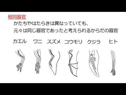 進化の証拠（2021年度改定）