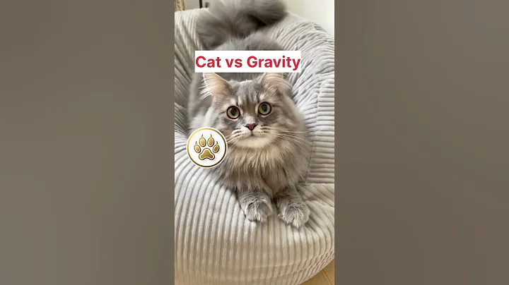 Video 11904771: catlovers catlife pet, cats catlover catlife, cats pets catlover funny