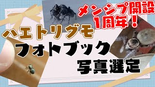 ハエトリグモ フォトブックを作ろう!【メンバーシップ限定/メンシプ開設1周年記念】