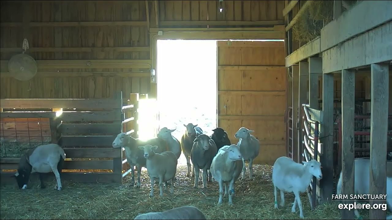 250907 Farm Sanctuary: Pasture to barn