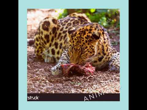 Amur Leopard Hunting