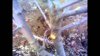 Весенняя обрезка яблони(Как сделать весной обрезку яблони. Какие ветки надо спиливать и почему. Что делать с ранами на дереве оставш..., 2015-03-07T07:22:17.000Z)