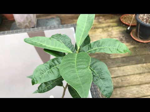 Lucuma Seedling Cruises Through The Winter Without Any Problems