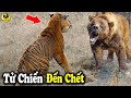 TỬ CHIẾN GẤU VS HỔ -  7 Cuộc Chiến Của LOÀI GẤU Với Những Kẻ Săn Mồi Hung Hiểm Nhất Thế Giới