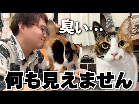 お尻を飼い主の顔面に押しつけて仕事の邪魔をする猫です。