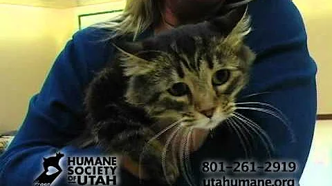 Watch the video about Munchkin A#049262.mp4