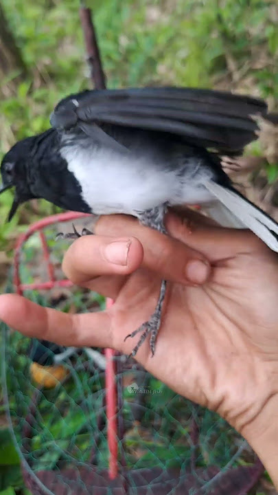 Luring a magpie robin is easy. If you have the bird, you'll need it.