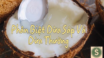 Cách Phân Biệt Dừa Sáp và DừaThường/ BIG S