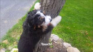 Cooper!  5 Month Old Bernedoodle