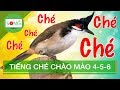 🟥Tiếng Ché Chào Mào | Sống TV