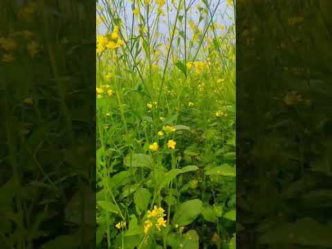 #trandingshort #villagevlog #aziiivlogs #villagefarming #ytshorts