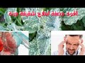 أسرار عشبة مروت لعلاج شقيقة و رئة والألم المفاصل وتطهير جميع الجسم أسرار عشبة مروت لعلاج شقيقة و رئة والألم المفاصل وتطهير جميع الجسم