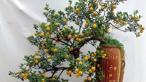 Giao lưu lô hạnh (tắc, quất) bonsai giá rẻ 1/4¶Kim chi 0788753876