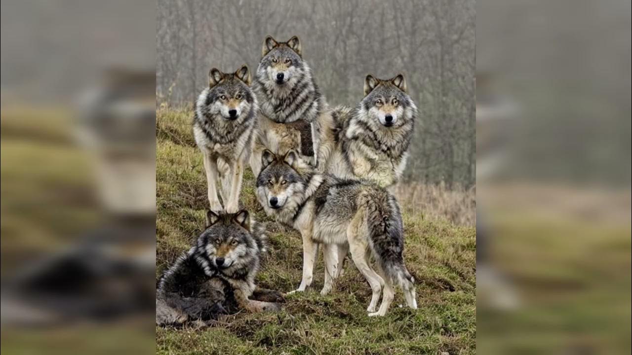 Wolf Howl Sound Effect YouTube wolf-howl-sound-effect-youtube