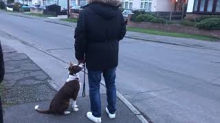 BORDER COLLIE THAT LUNGES AT CARS.