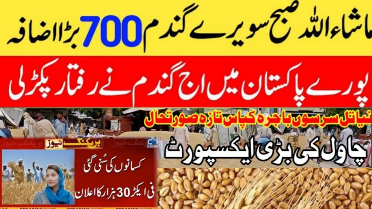 wheat support price 2025 | today Wheat price in punjab | گندم کا ریٹ ...