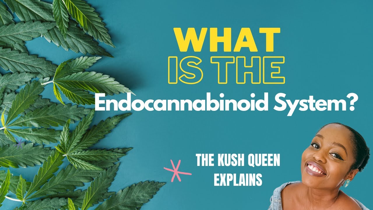 Endocannabinoid system - The Kush Queen