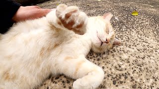 2匹のぽっちゃり猫がお腹を丸出しにして仲良くお昼寝