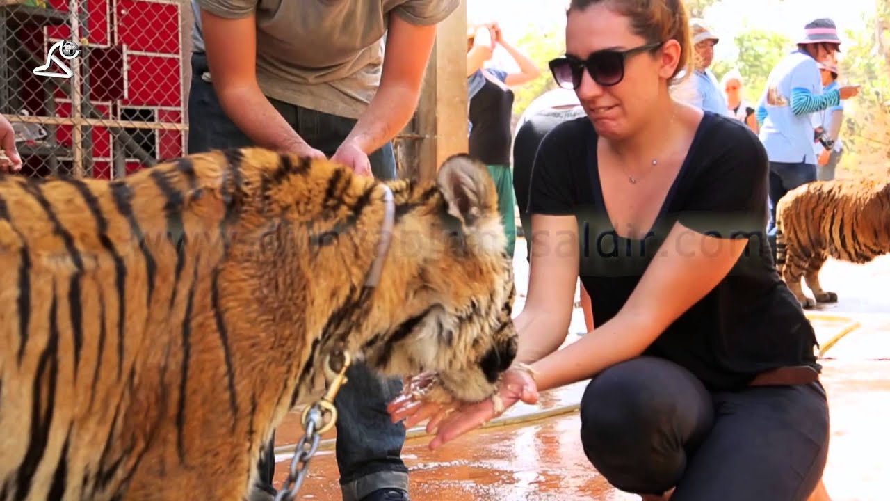 BANGKOK, THAILAND - Tiger Temple: People feeding tiger by hand - YouTube