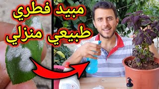 لا حاجة لشراء مبيد فطري بعد اليوم ! مبيد الكربونة الخارق الطبيعي هو الحل👍🏻