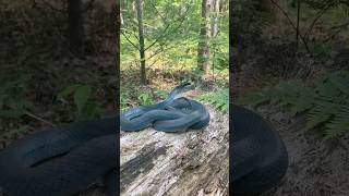 The Blue Racer Snake Coluber Constrictor Foxii