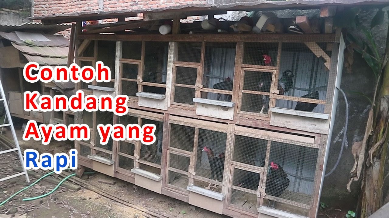 Contoh Kandang Ayam sangkar 