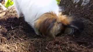 Whisper digging in the new garden by Narelle Robinson 15 views 9 years ago 1 minute, 16 seconds