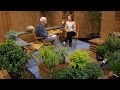 Evergreen Ideas for Sun & Shade | Jessica Robertson | Central Texas Gardener