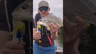 Molix 115 swim shad getting the job done @ToddFishing #molix #fishing