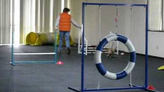 Jumpin Java Agility Class: Marti and Ella