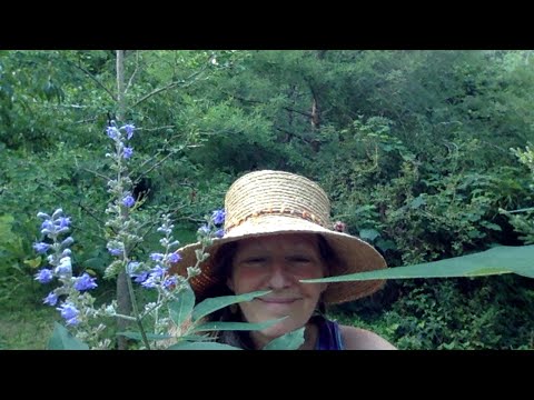 Vidéo: Vitex Chaste Trees - Informations sur la culture d'un gattilier