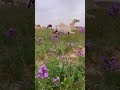 على دوجتك ياذيب ماشفت نجع ديار