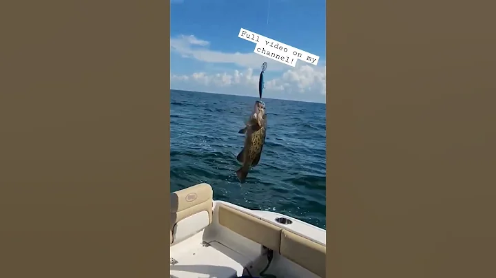Thanksgiving #grouper on a Trolling Lure! #fishing #thanksgiving #tarponsprings #like #subscribe