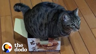 Cat Will Do Anything To Fit In This Box | The Dodo